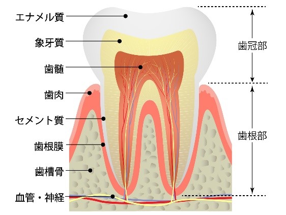 歯の移植のメカニズム