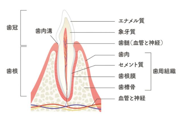 歯の内部構造